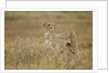 Cheetah, Ngorongoro Conservation Area, Tanzania by Anonymous