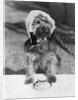 Dog wearing bonnet with cup of tea by Anonymous