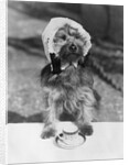 Dog wearing bonnet with cup of tea by Anonymous