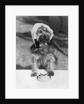 Dog wearing bonnet with cup of tea by Anonymous