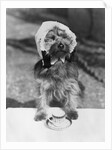 Dog wearing bonnet with cup of tea by Anonymous