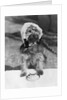 Dog wearing bonnet with cup of tea by Anonymous