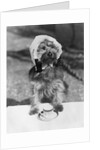 Dog wearing bonnet with cup of tea by Anonymous