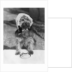 Dog wearing bonnet with cup of tea by Anonymous