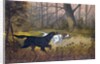 Hunting dogs in woods by Anonymous