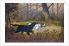 Hunting dogs in woods by Anonymous