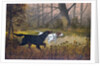 Hunting dogs in woods by Anonymous