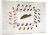 Standard American Black Bass and Lake Flies by Anonymous