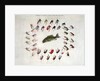 Standard American Black Bass and Lake Flies by Anonymous