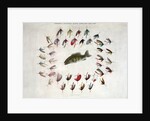 Standard American Black Bass and Lake Flies by Anonymous