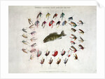 Standard American Black Bass and Lake Flies by Anonymous