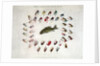 Standard American Black Bass and Lake Flies by Anonymous