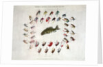 Standard American Black Bass and Lake Flies by Anonymous