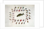 Standard American Black Bass and Lake Flies by Anonymous