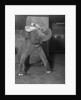 Baby elephant wearing straw hat by Anonymous