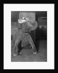 Baby elephant wearing straw hat by Anonymous