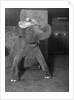 Baby elephant wearing straw hat by Anonymous