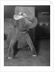 Baby elephant wearing straw hat by Anonymous