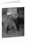 Baby elephant wearing straw hat by Anonymous