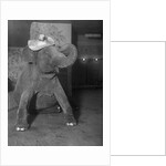 Baby elephant wearing straw hat by Anonymous