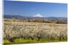 Hood River Valley and spring blossoms with Mt. Hood. Oregon by Anonymous