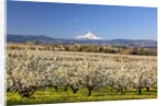 Hood River Valley and spring blossoms with Mt. Hood. Oregon by Anonymous