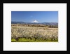 Hood River Valley and spring blossoms with Mt. Hood. Oregon by Anonymous