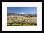 Hood River Valley and spring blossoms with Mt. Hood. Oregon by Anonymous