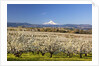 Hood River Valley and spring blossoms with Mt. Hood. Oregon by Anonymous
