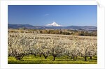 Hood River Valley and spring blossoms with Mt. Hood. Oregon by Anonymous