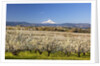 Hood River Valley and spring blossoms with Mt. Hood. Oregon by Anonymous