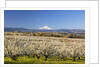 Hood River Valley and spring blossoms with Mt. Hood. Oregon by Anonymous