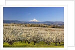 Hood River Valley and spring blossoms with Mt. Hood. Oregon by Anonymous