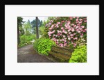 Spring flowers in Crystal Springs Rhododendron Garden by Anonymous