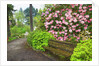 Spring flowers in Crystal Springs Rhododendron Garden by Anonymous