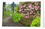 Spring flowers in Crystal Springs Rhododendron Garden by Anonymous