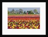 Tulip field by Anonymous