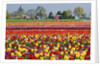 Tulip field by Anonymous