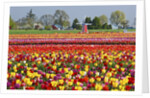 Tulip field by Anonymous