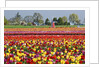 Tulip field by Anonymous