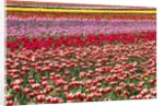Tulip field by Anonymous