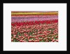 Tulip field by Anonymous