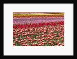 Tulip field by Anonymous