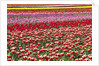 Tulip field by Anonymous