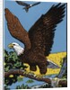 Vintage Illustration of a Bald Eagle. by Anonymous