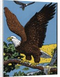 Vintage Illustration of a Bald Eagle. by Anonymous