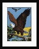 Vintage Illustration of a Bald Eagle. by Anonymous