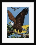 Vintage Illustration of a Bald Eagle. by Anonymous