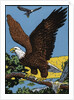 Vintage Illustration of a Bald Eagle. by Anonymous