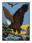 Vintage Illustration of a Bald Eagle. by Anonymous